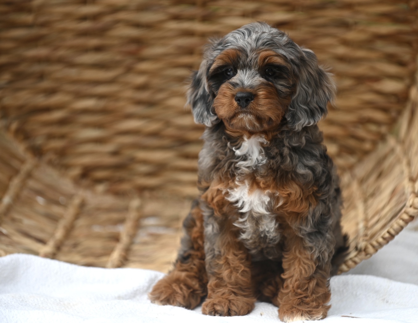 A beautiful Bernedoodle puppy