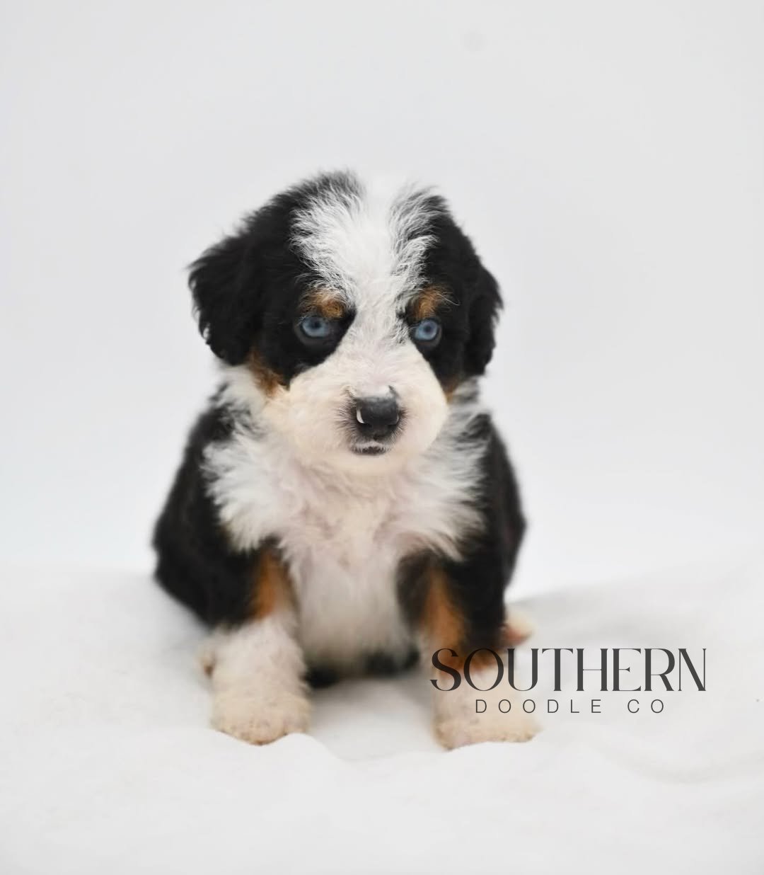 Beautiful Aussiedoodle Puppy from Southern Doodle Co Breeder - Photo 1