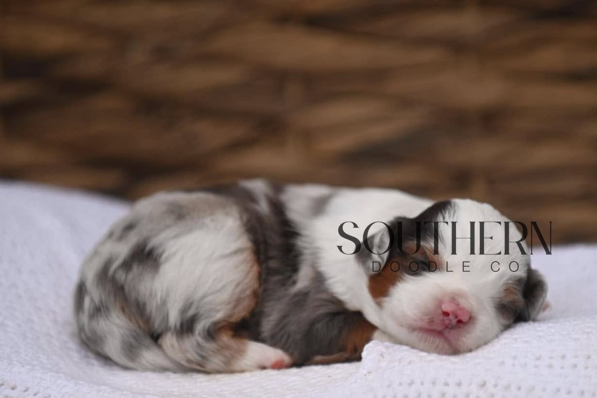 Beautiful Aussiedoodle Puppy from Southern Doodle Co Breeder - Photo 2