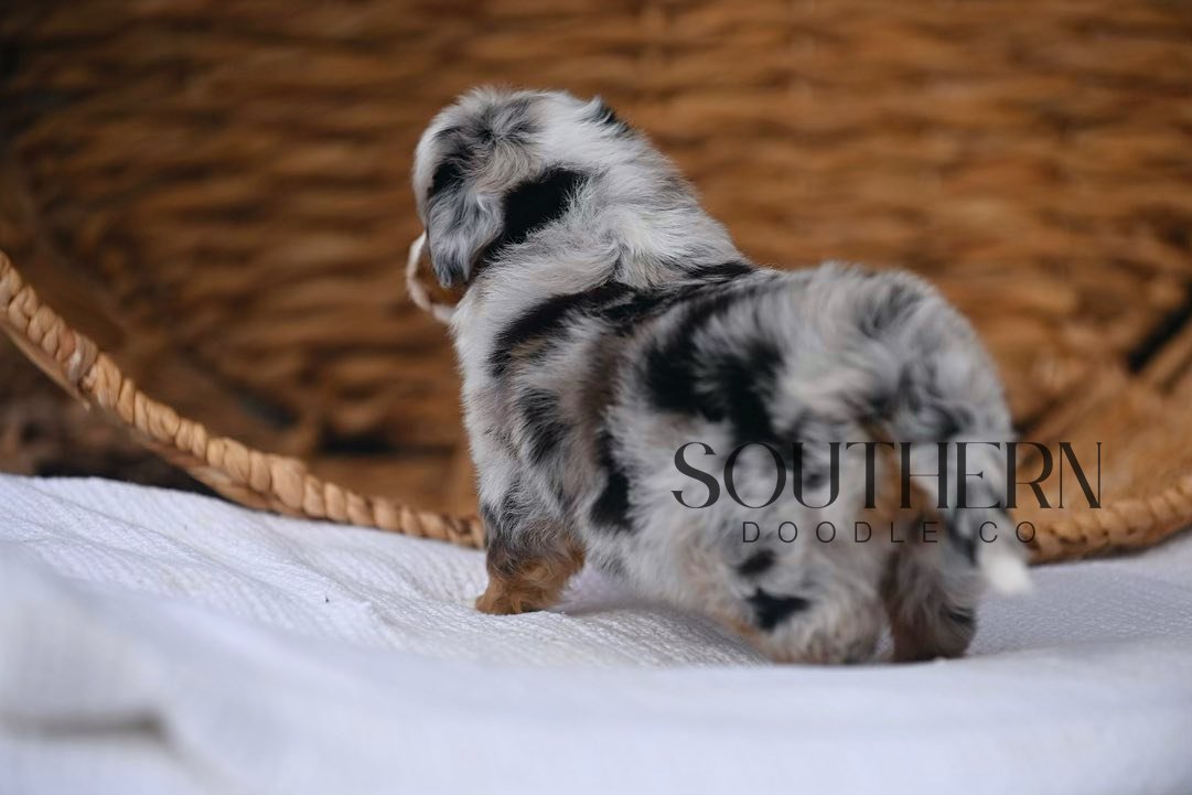 Beautiful Aussiedoodle Puppy from Southern Doodle Co Breeder - Photo 3