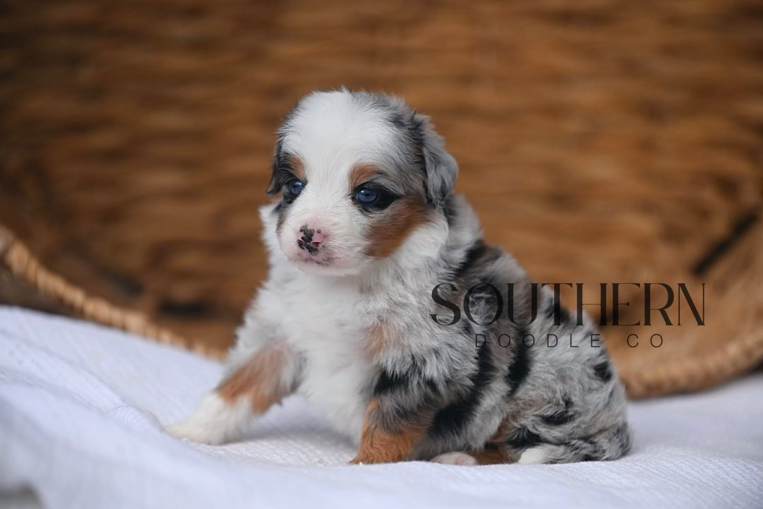 Beautiful Aussiedoodle Puppy from Southern Doodle Co Breeder - Photo 4