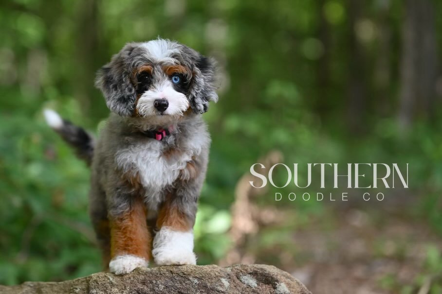 Beautiful Aussiedoodle Puppy from Southern Doodle Co Breeder - Photo 5
