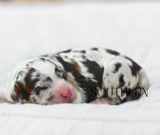 Beautiful Aussiedoodle Puppy from Southern Doodle Co Breeder - Photo 6