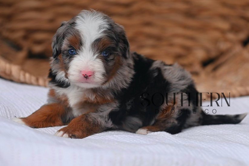Beautiful Aussiedoodle Puppy from Southern Doodle Co Breeder - Photo 7
