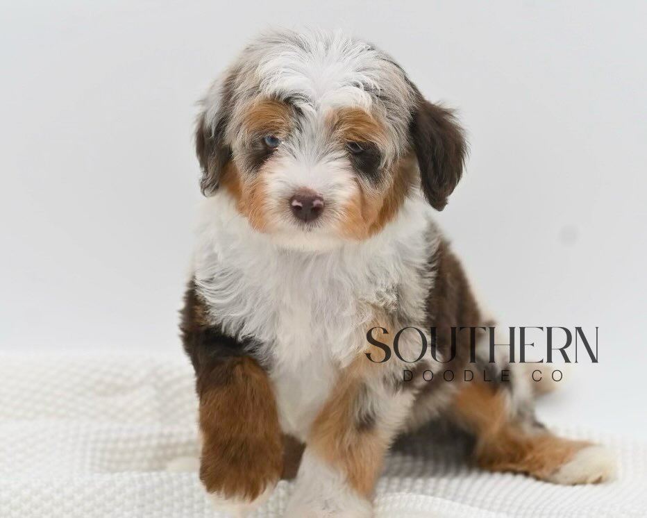 Beautiful Aussiedoodle Puppy from Southern Doodle Co Breeder - Photo 8