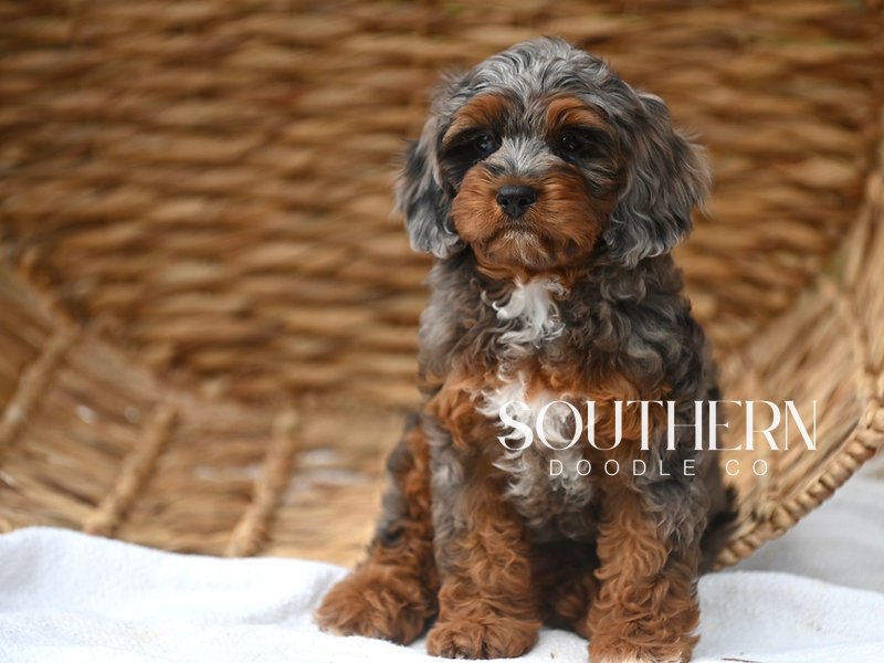 Beautiful Cavapoo Puppy from Southern Doodle Co Breeder - Photo 1