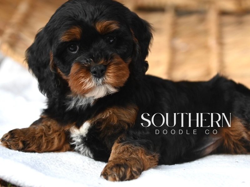 Beautiful Cavapoo Puppy from Southern Doodle Co Breeder - Photo 2