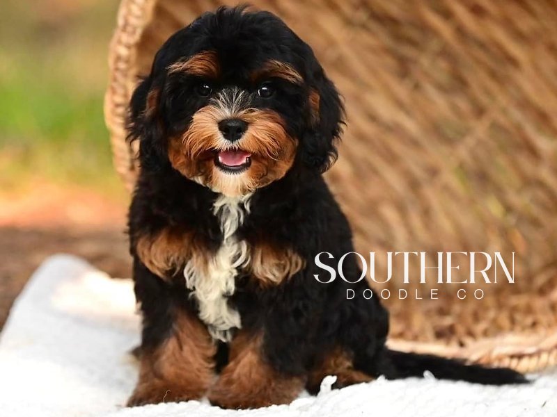Beautiful Cavapoo Puppy from Southern Doodle Co Breeder - Photo 3