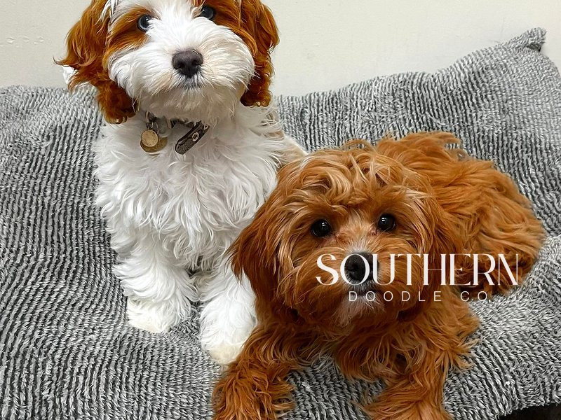 Beautiful Cavapoo Puppy from Southern Doodle Co Breeder - Photo 4