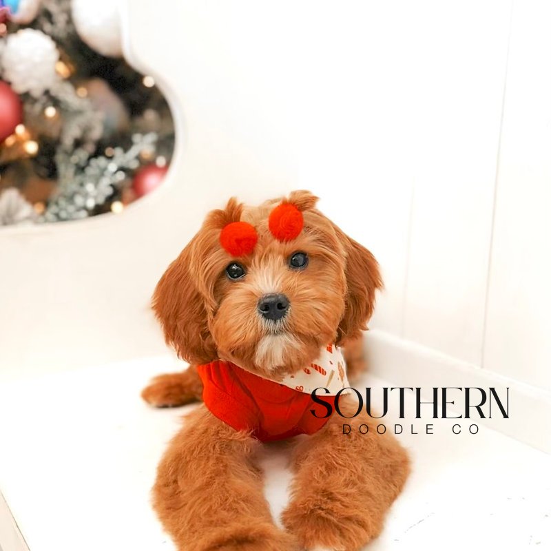 Beautiful Cavapoo Puppy from Southern Doodle Co Breeder - Photo 5