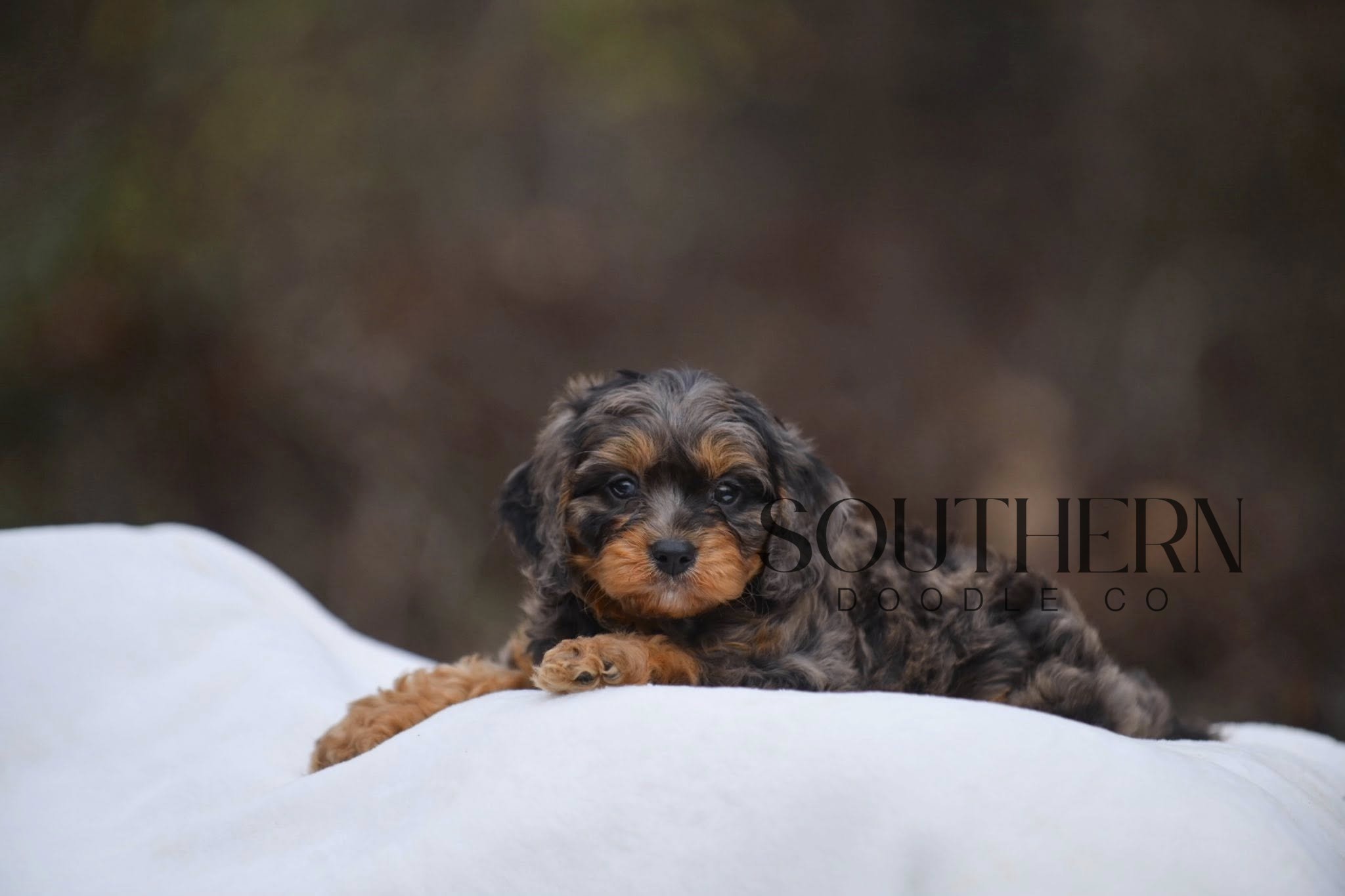 Southern Doodle Co Puppy - David L.