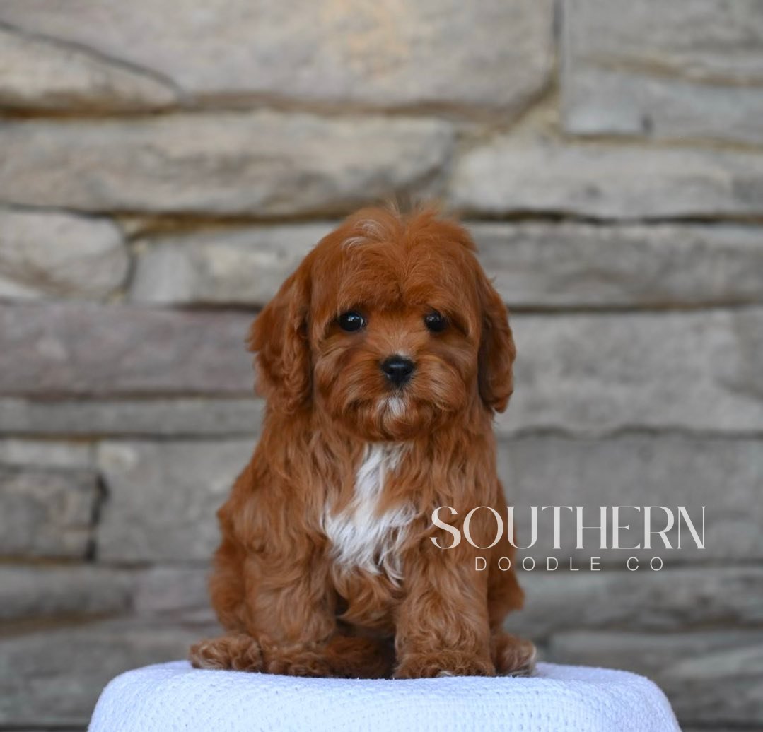 Southern Doodle Co Puppy - The Peterson Family