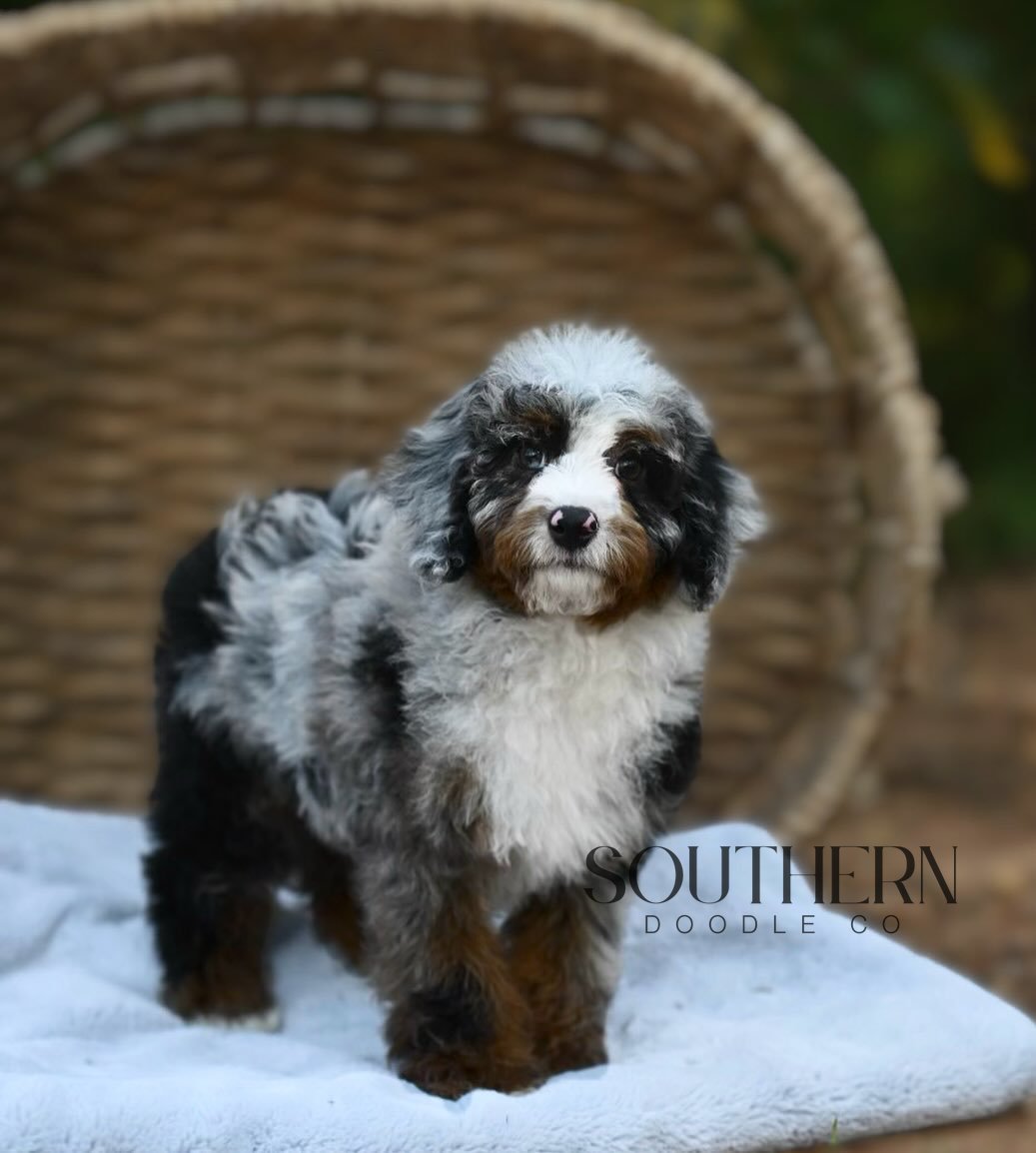 Southern Doodle Co Puppy - Chloe V.
