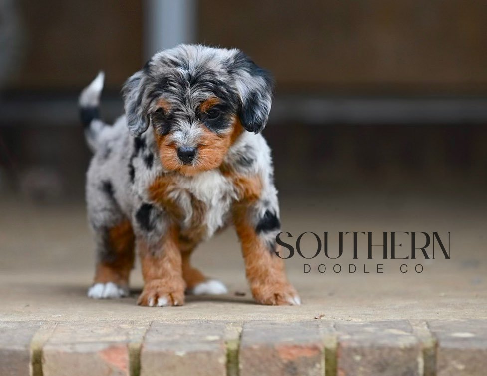 Southern Doodle Co Puppy - The Brooks Family