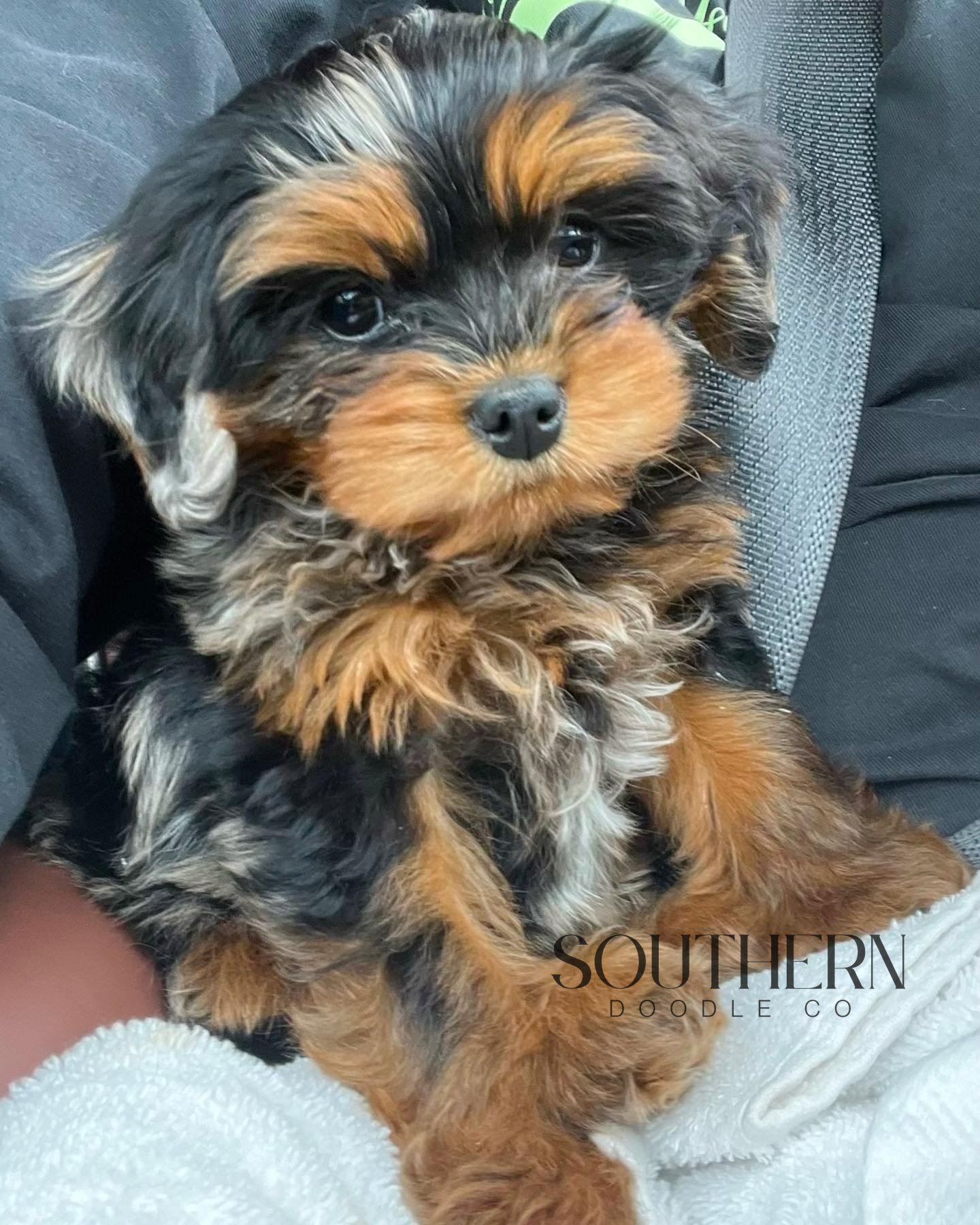 Southern Doodle Co Puppy - Steven G.