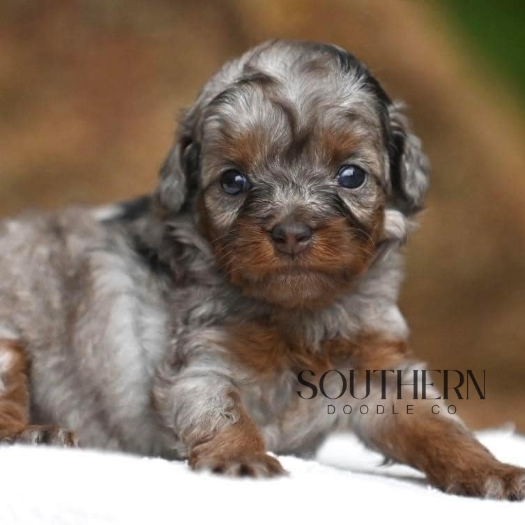 Southern Doodle Co Puppy - The Carter Family
