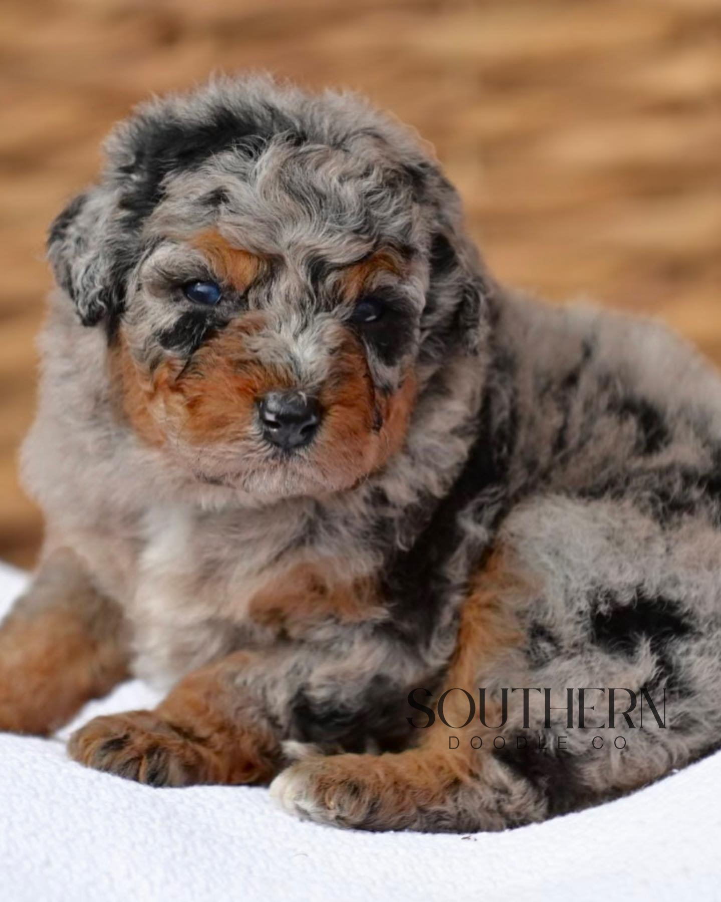 Southern Doodle Co Puppy - Megan H.