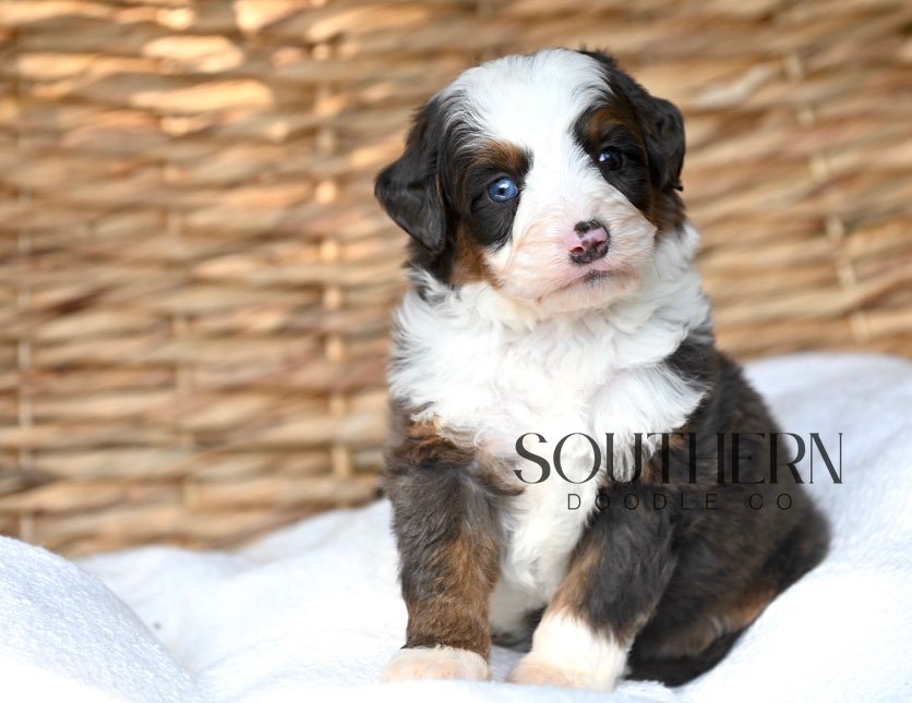 Southern Doodle Co Puppy - The Evans Family