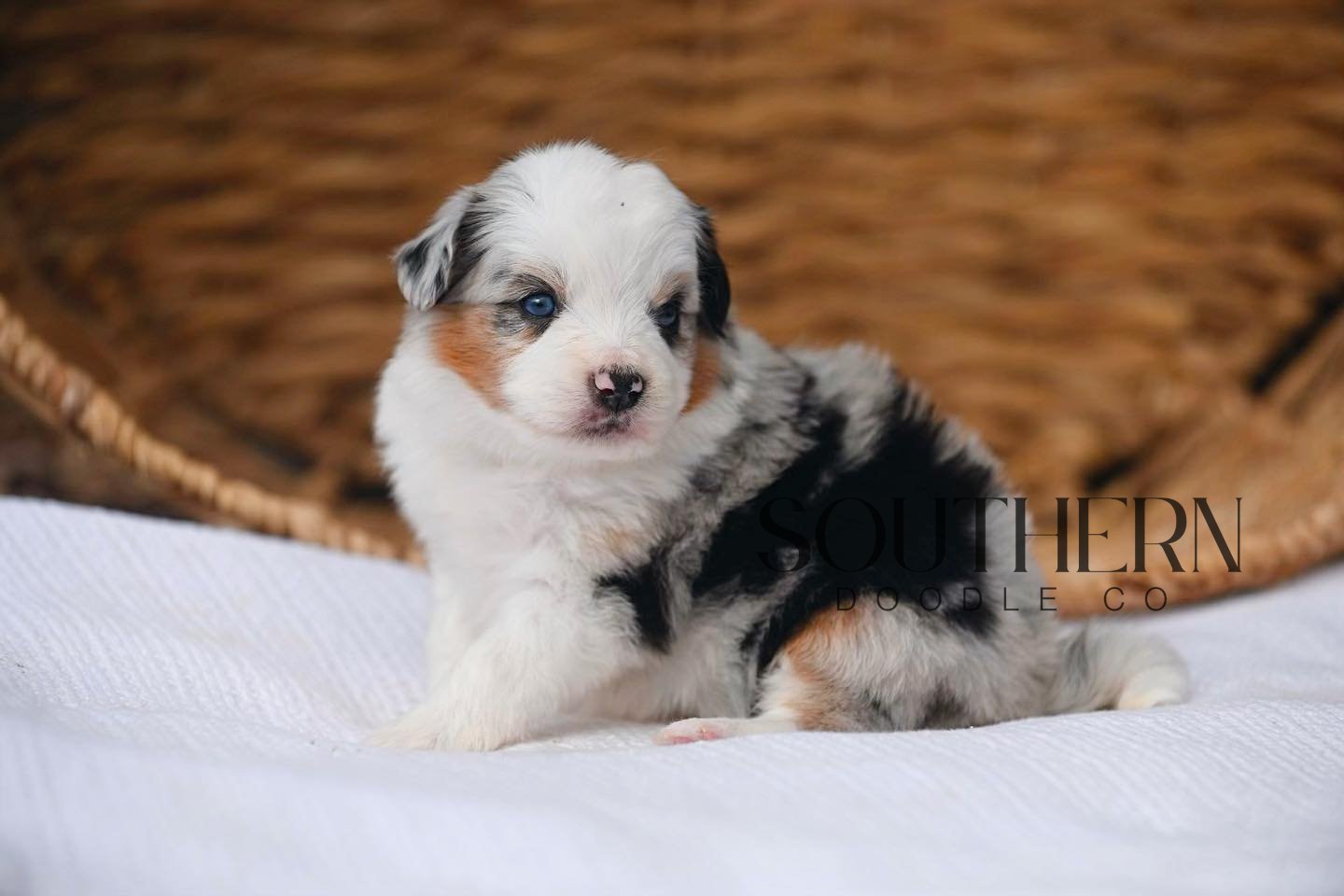 Southern Doodle Co Puppy - Nick & Jess
