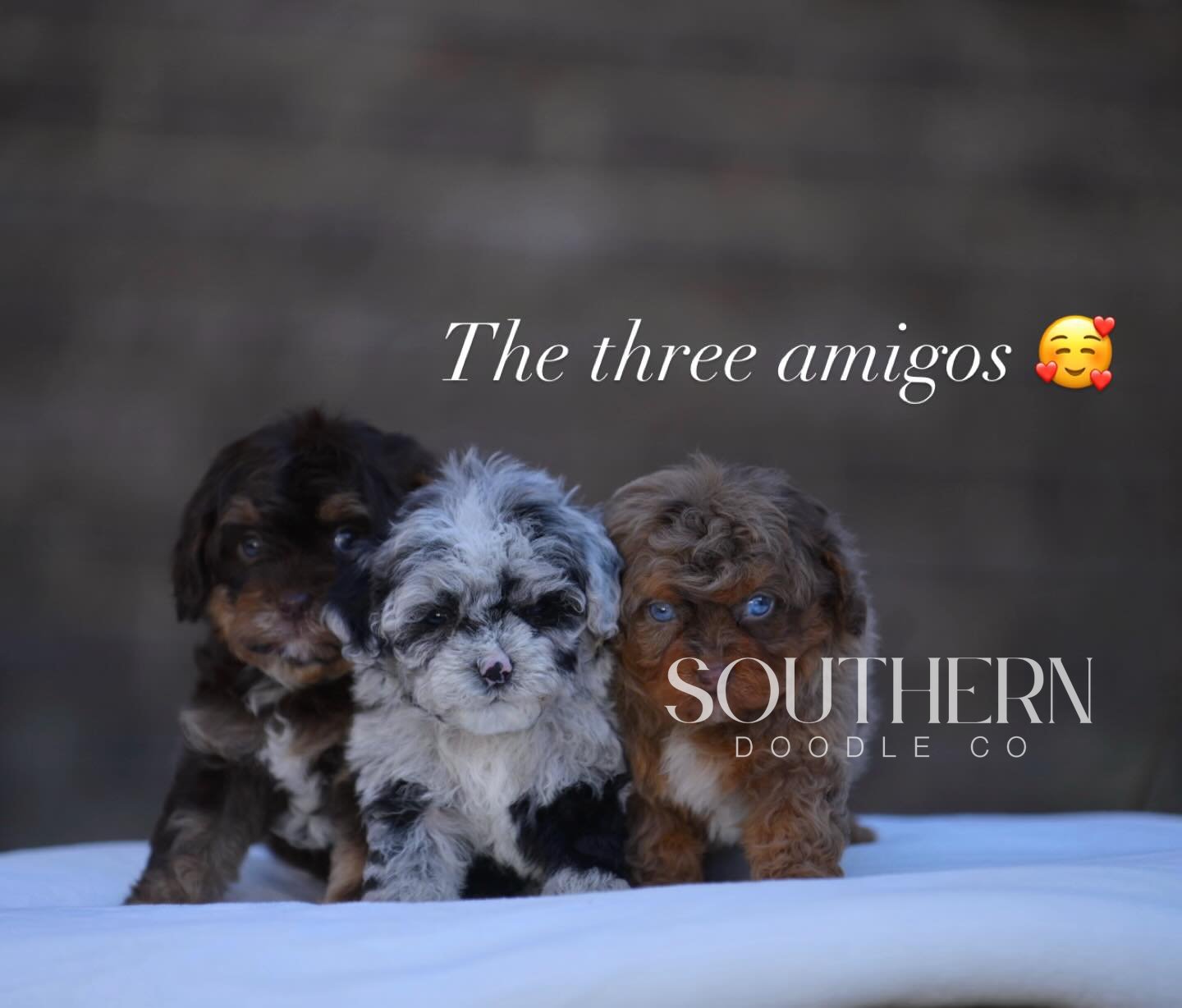 Southern Doodle Co Puppy - The Foster Family