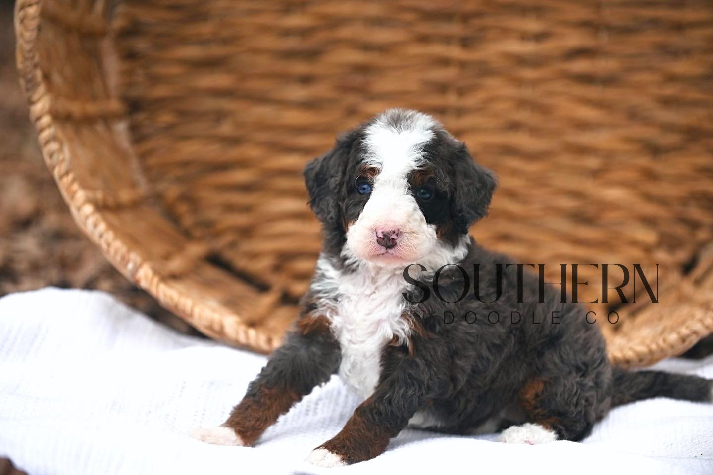 Southern Doodle Co Puppy - The Henderson Family