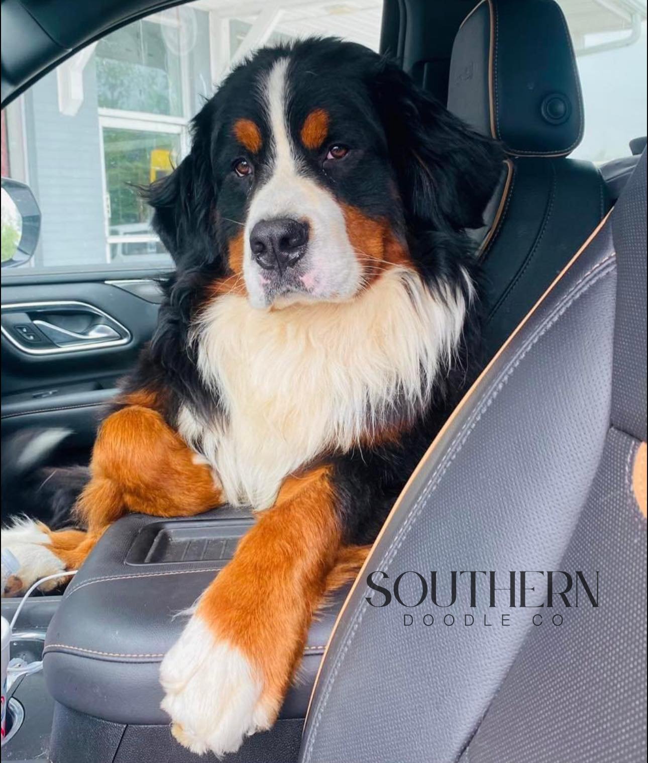 Southern Doodle Co Puppy - Brian D.
