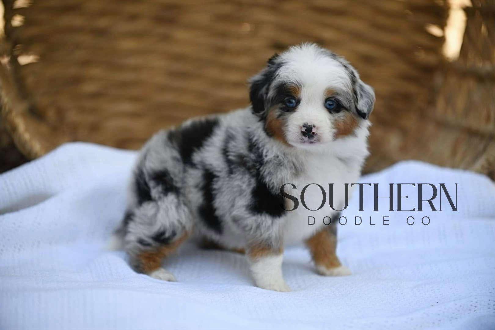 Southern Doodle Co Puppy - The Barnes Family