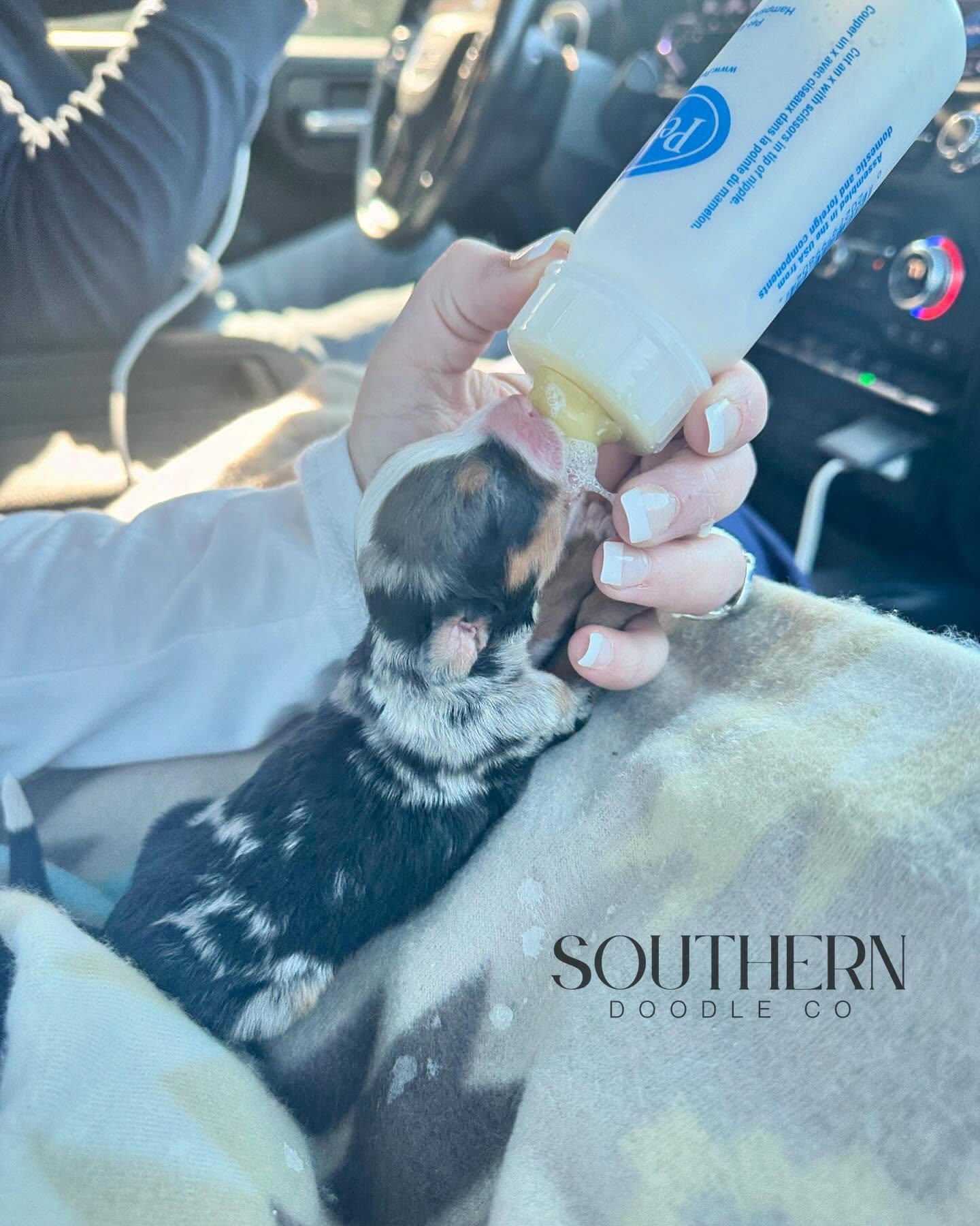 Southern Doodle Co Puppy - Lauren C.
