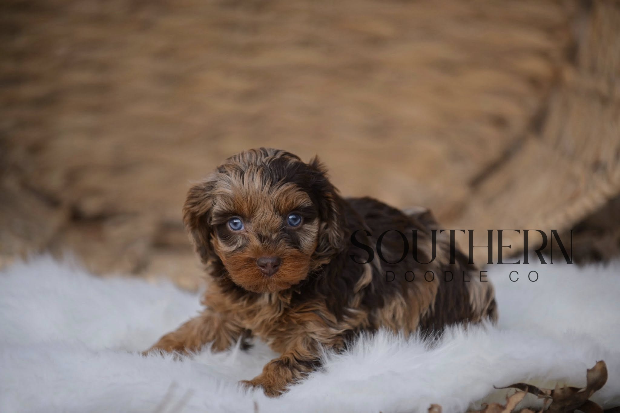 Southern Doodle Co Puppy - The Washingtons