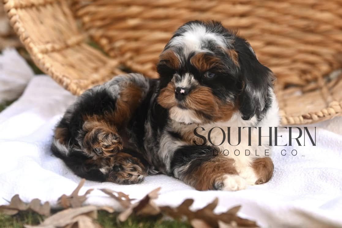 Southern Doodle Co Puppy - The Cooper Family