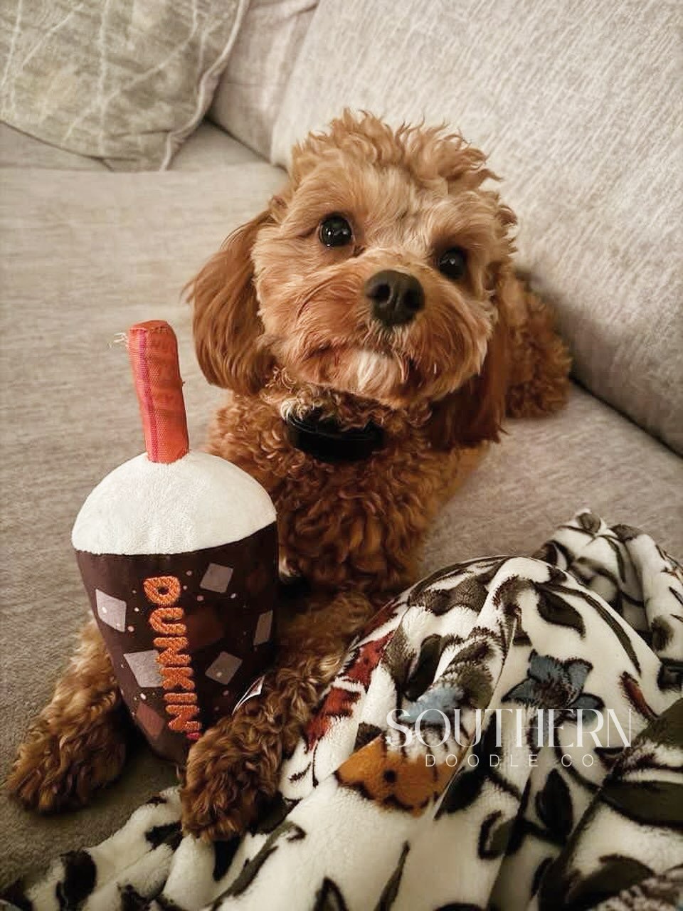 Southern Doodle Co Puppy - Anna K.