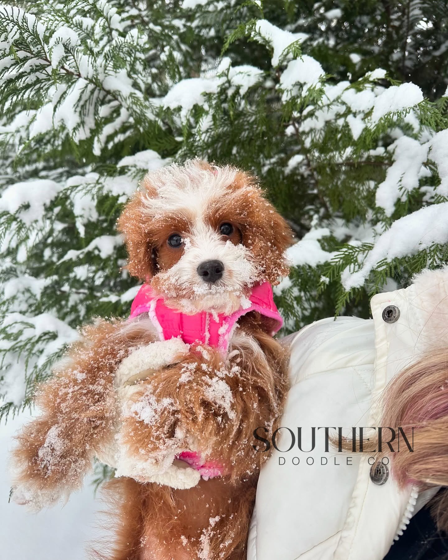 Southern Doodle Co Puppy - The Robinson Family