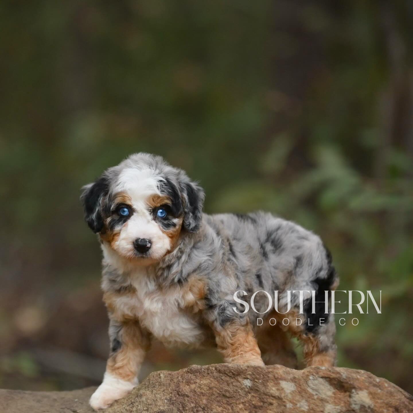 Southern Doodle Co Puppy - The Stewart Family