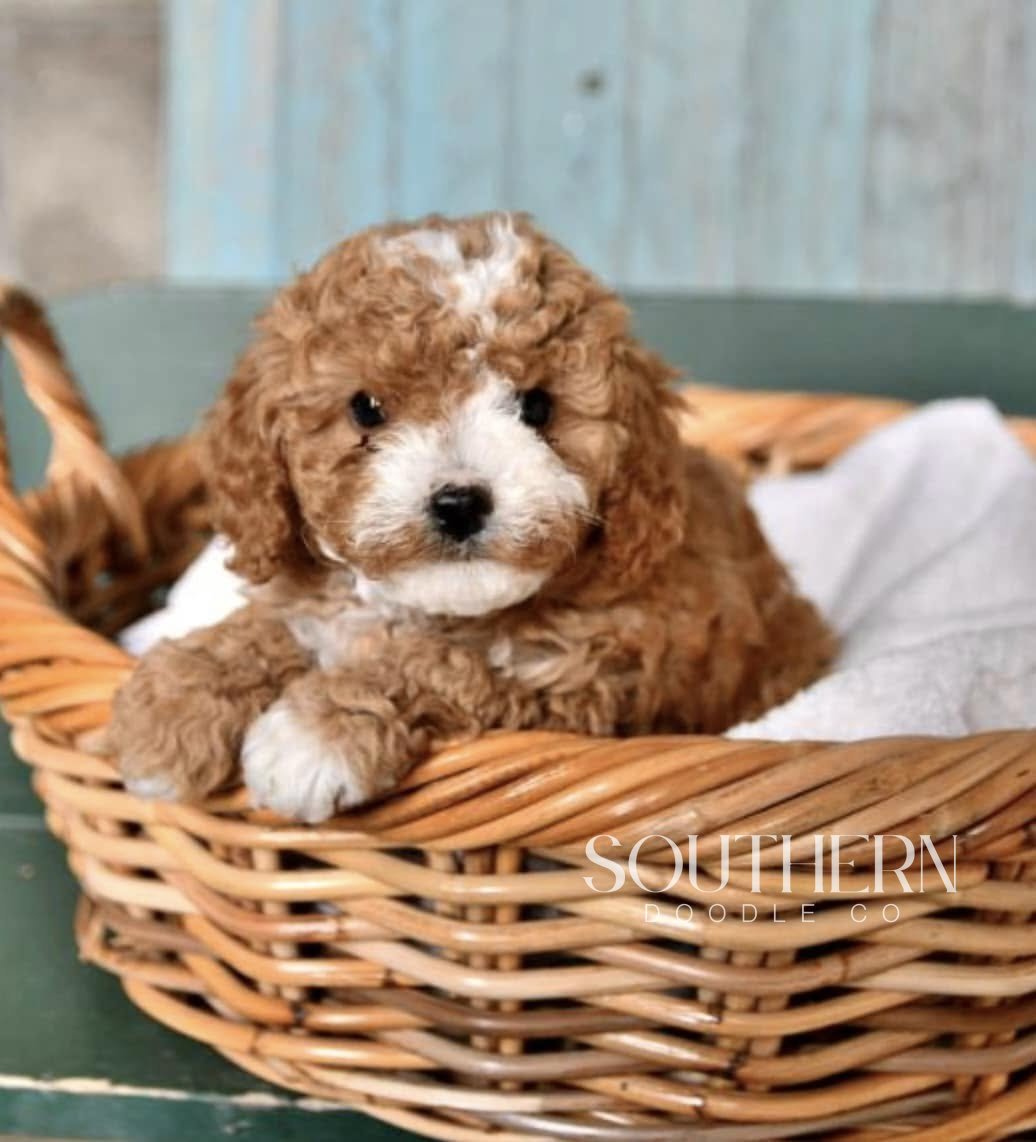 Southern Doodle Co Puppy - Rachel & Tom