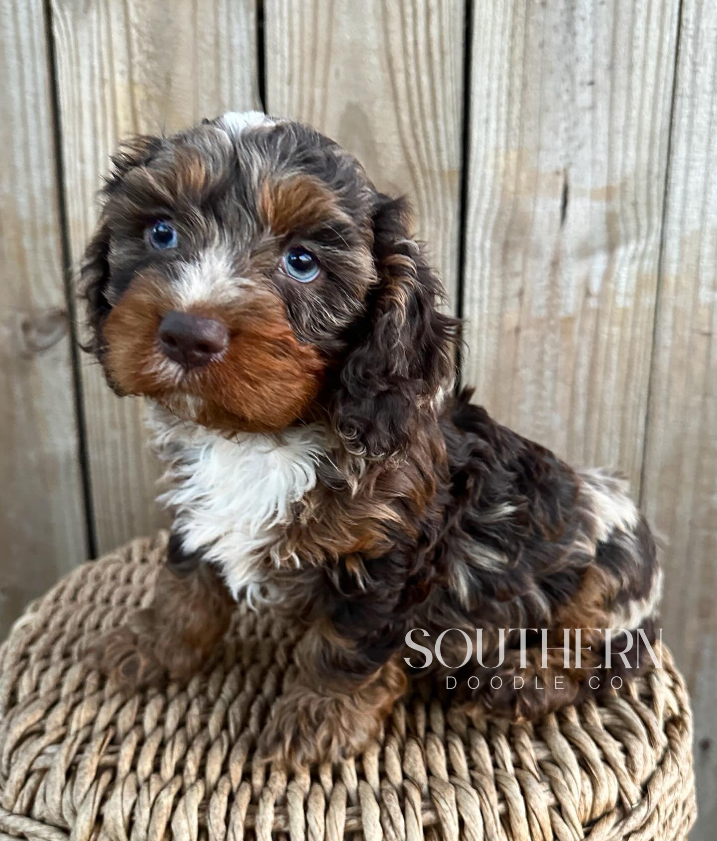 Doodle Puppy ready for a ride