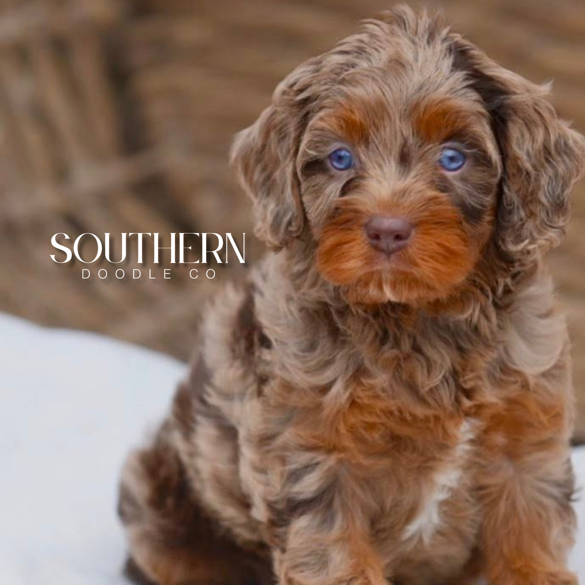 Bernedoodle, Aussiedoodle and Australian Mountain Doodle puppies raised by Southern Doodle Co in Berry, Alabama