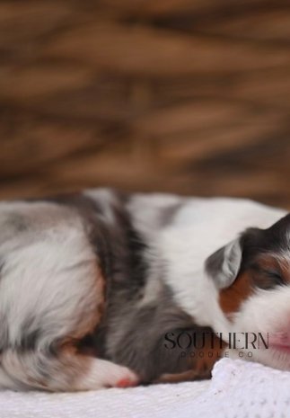 Samantha