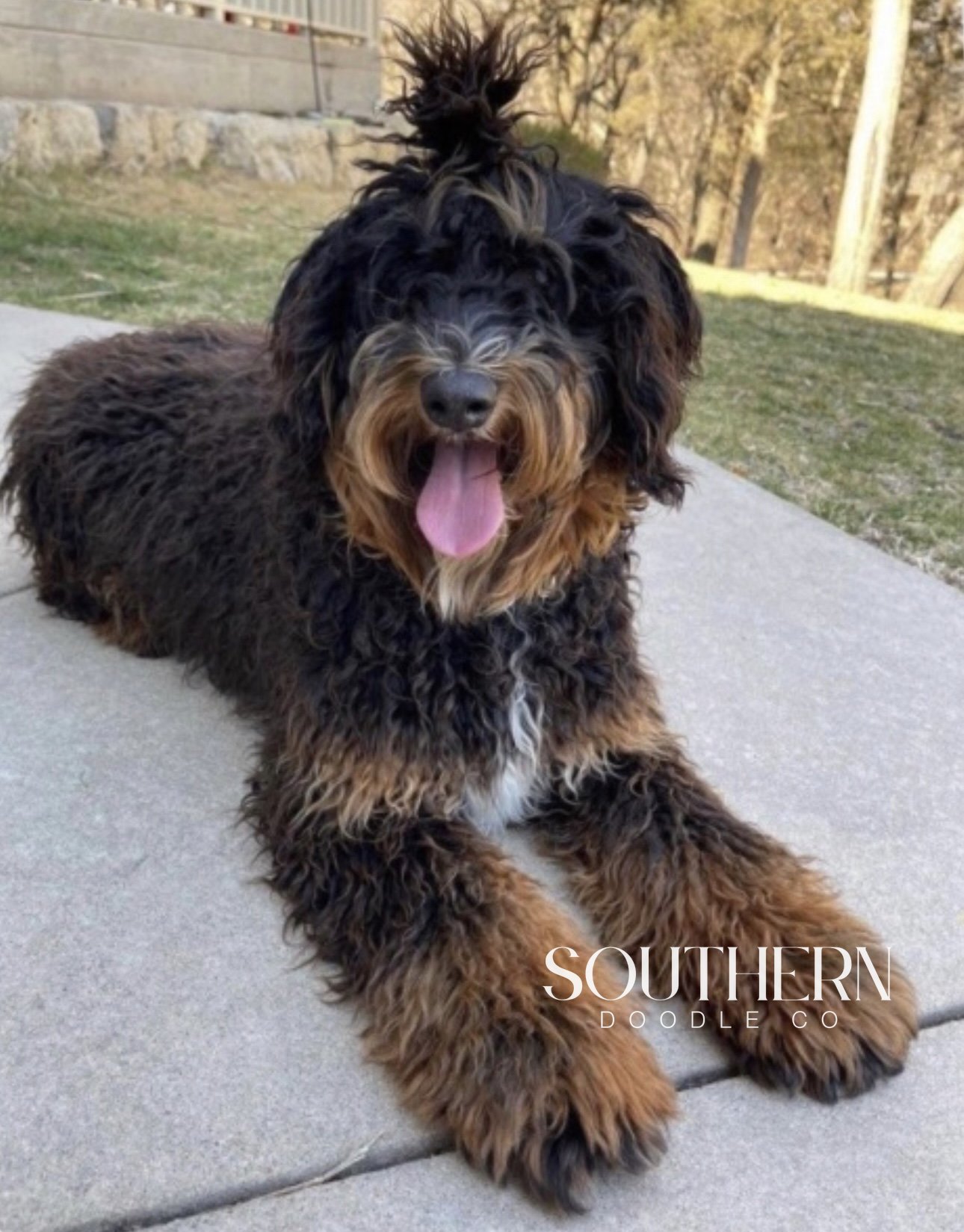 Mini Multigen Bernedoodle