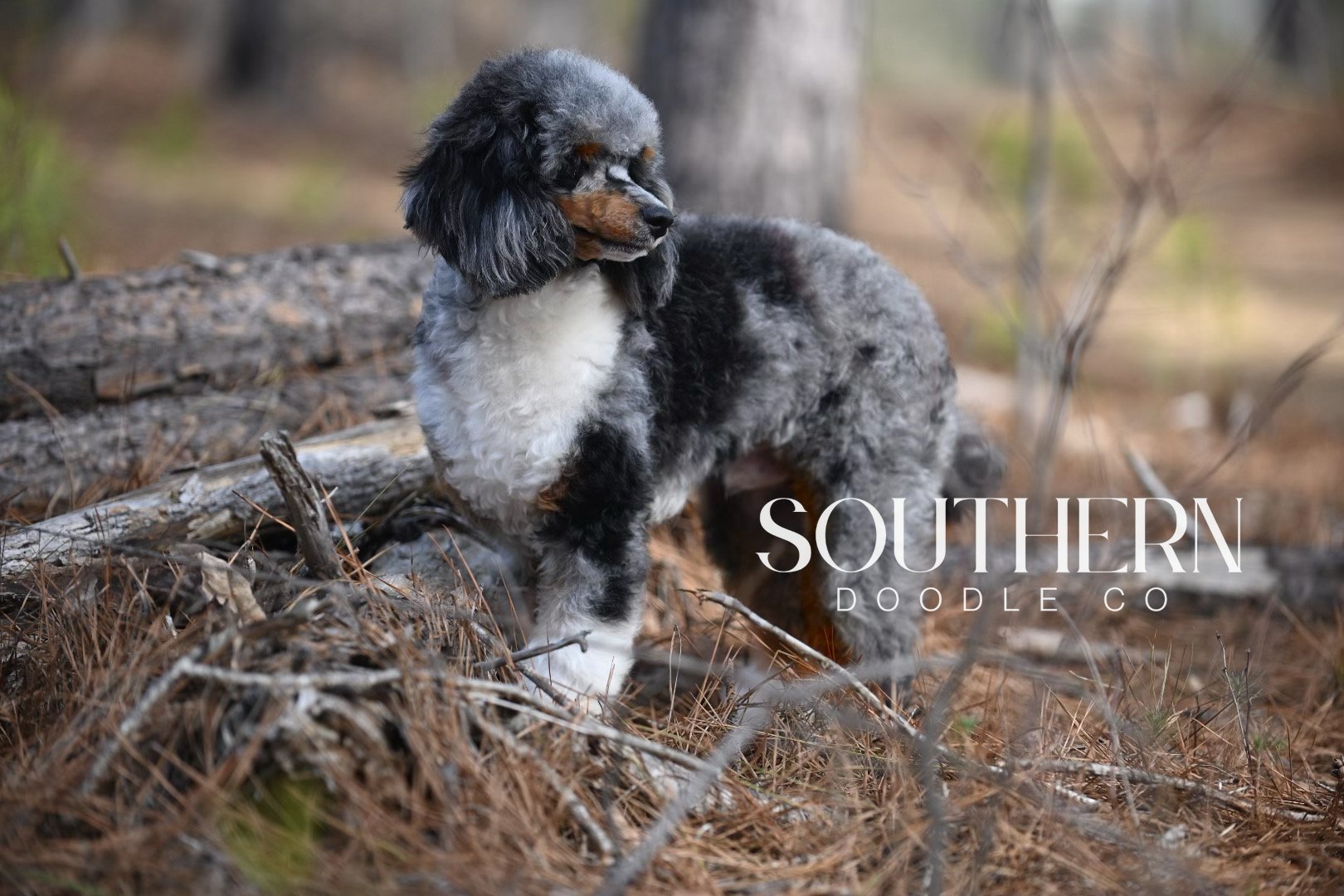 Mini Poodle