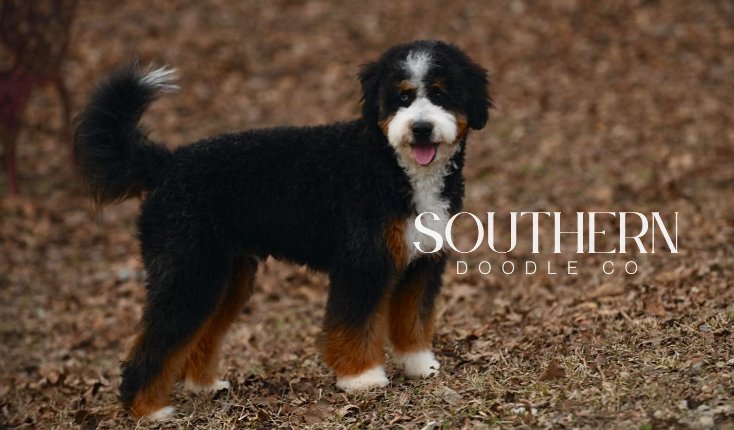 Mini Bernedoodle